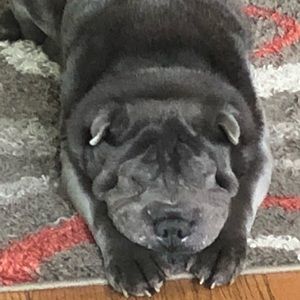 Meet your Posher, Gerald